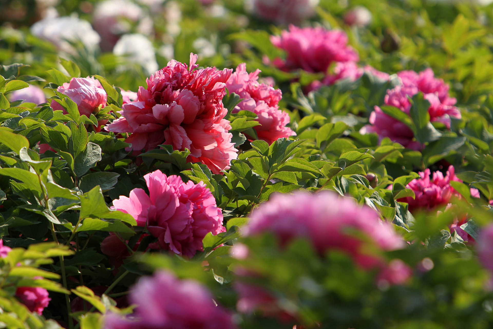 包含赛地聚焦：足总杯今夜热度飙升，塞维利亚状态回暖，压力陡增，纪律约束更严格的词条